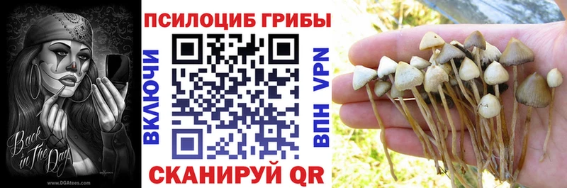 где продают   Тулун  Псилоцибиновые грибы прущие грибы 